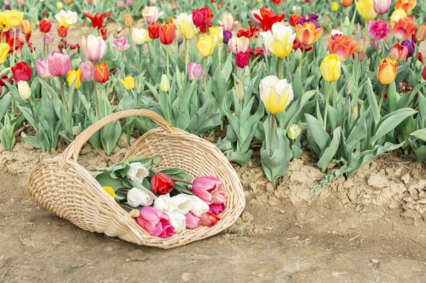 Conservation des bulbes de tulipes : astuces et conseils pratiques